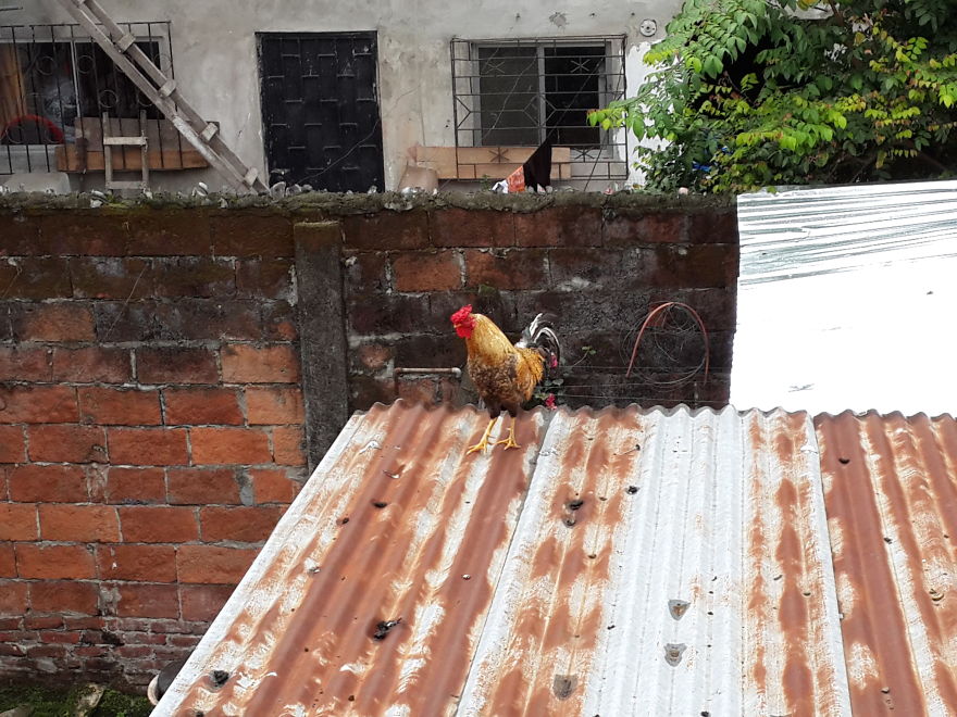 El Gran Salto