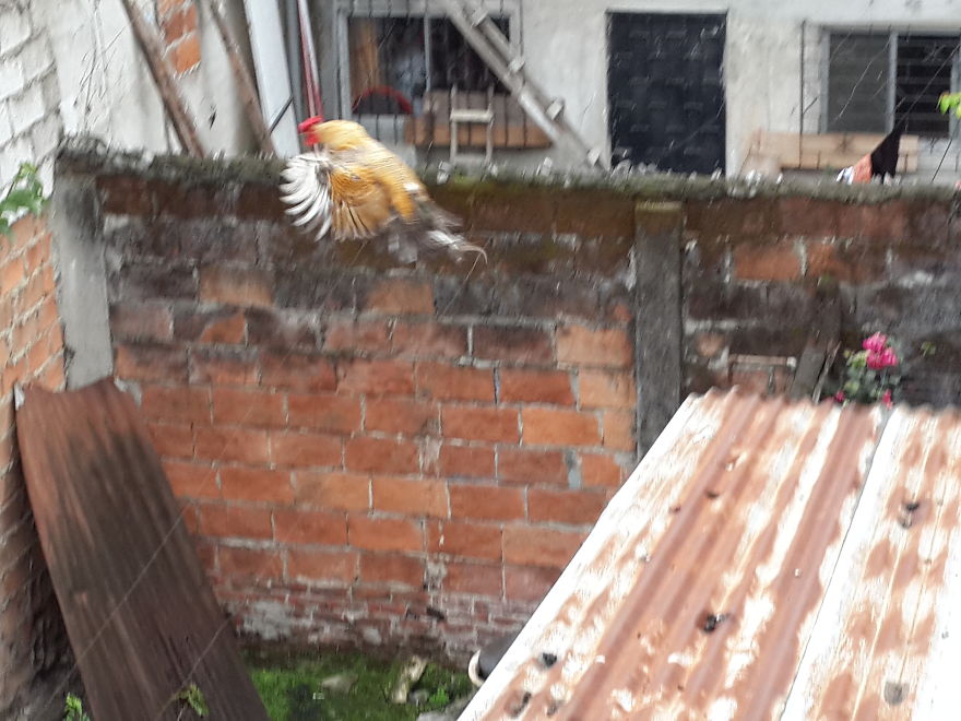 El Gran Salto
