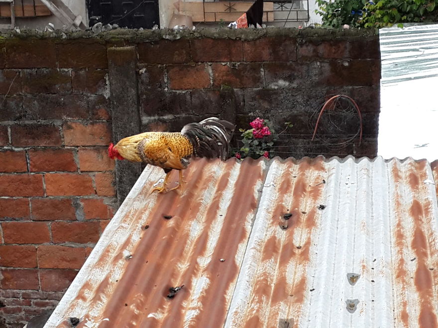 El Gran Salto