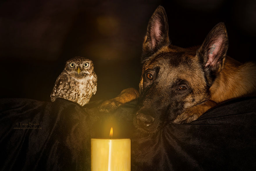 amistad-buho-perro-tanja-brandt (1)
