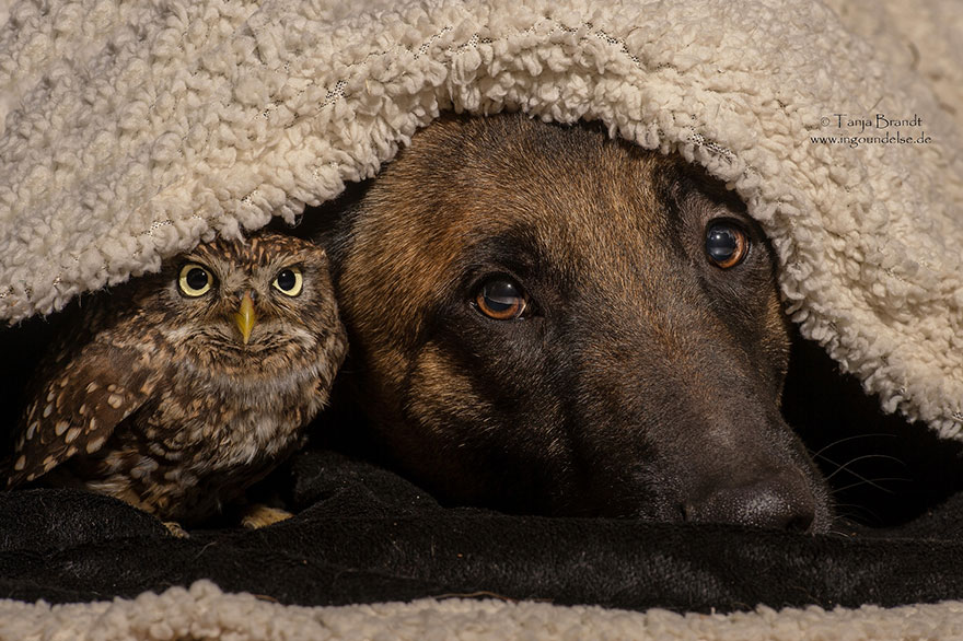 amistad-buho-perro-tanja-brandt (10)