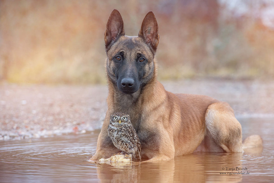amistad-buho-perro-tanja-brandt (11)