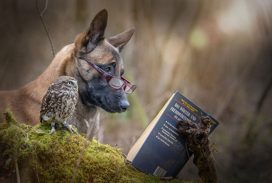 amistad-buho-perro-tanja-brandt (12)