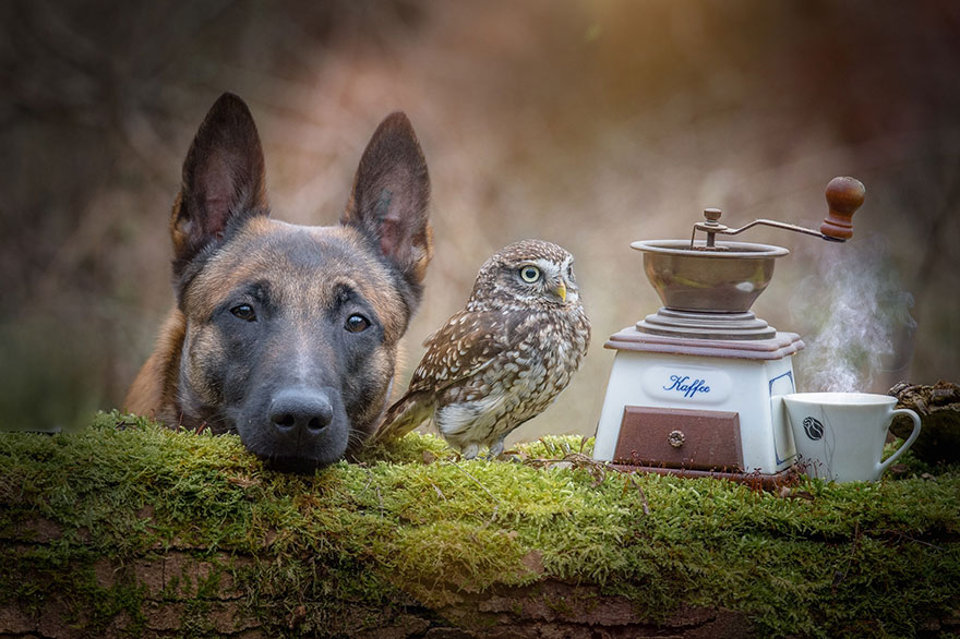 amistad-buho-perro-tanja-brandt (13)