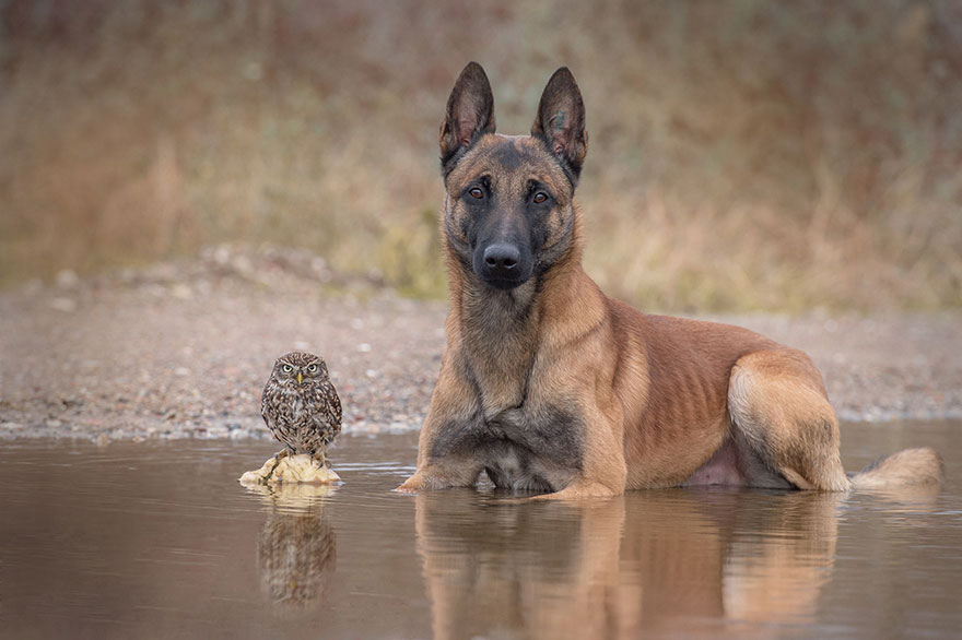 amistad-buho-perro-tanja-brandt (14)