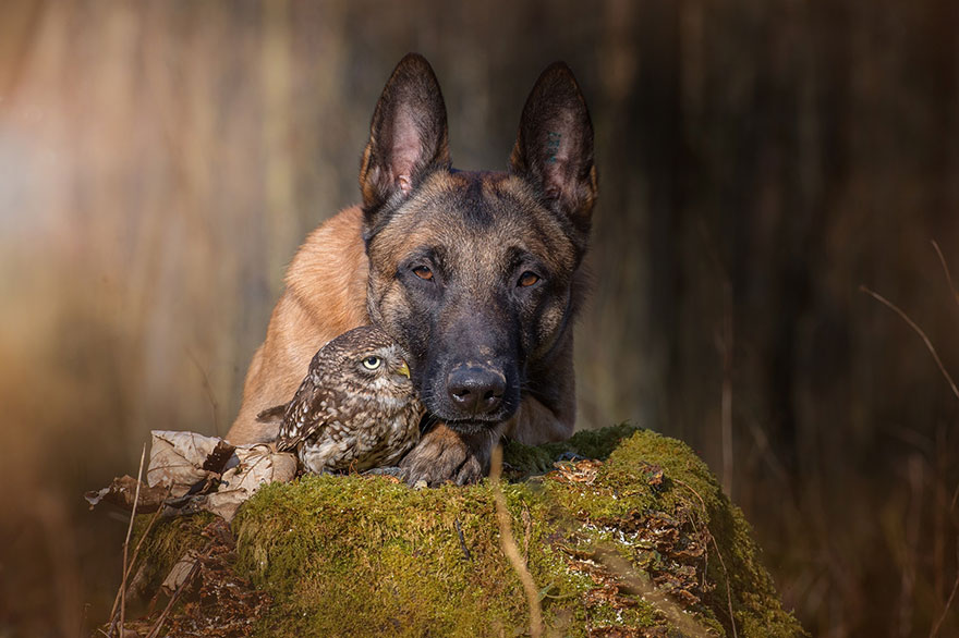 amistad-buho-perro-tanja-brandt (2)