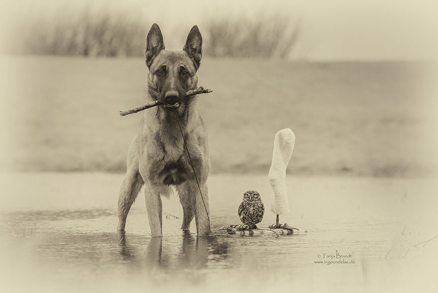amistad-buho-perro-tanja-brandt (3)