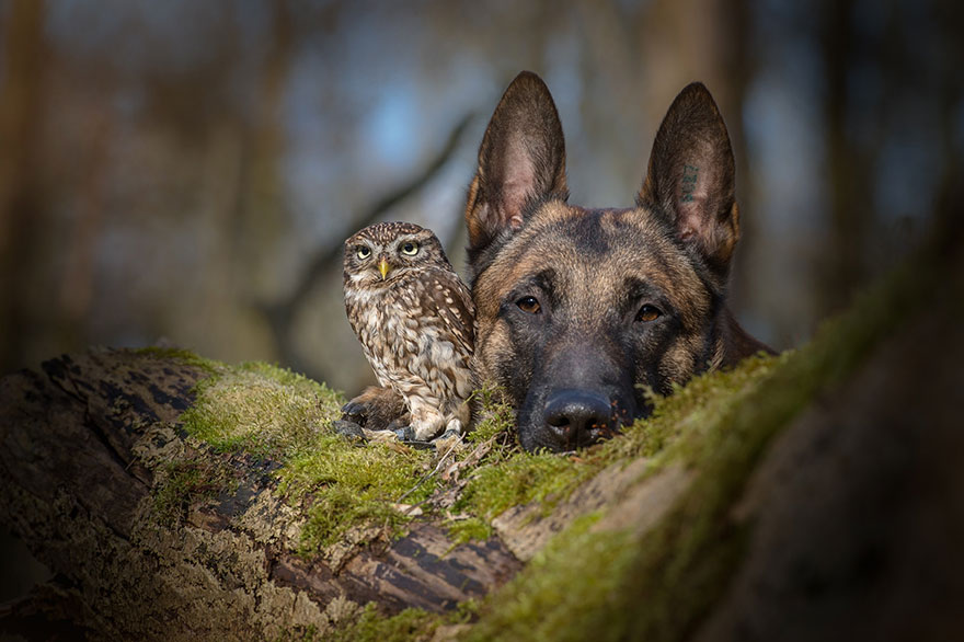amistad-buho-perro-tanja-brandt (4)