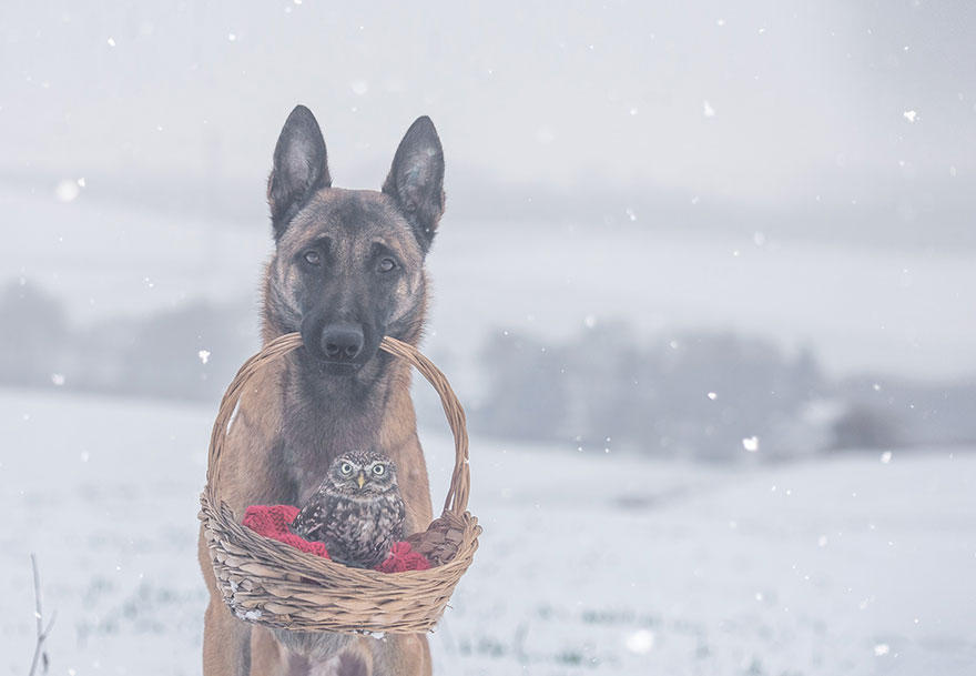 amistad-buho-perro-tanja-brandt (5)