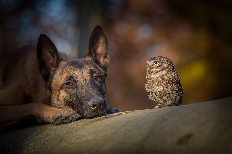 amistad-buho-perro-tanja-brandt (6)