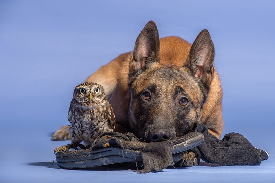 amistad-buho-perro-tanja-brandt (7)