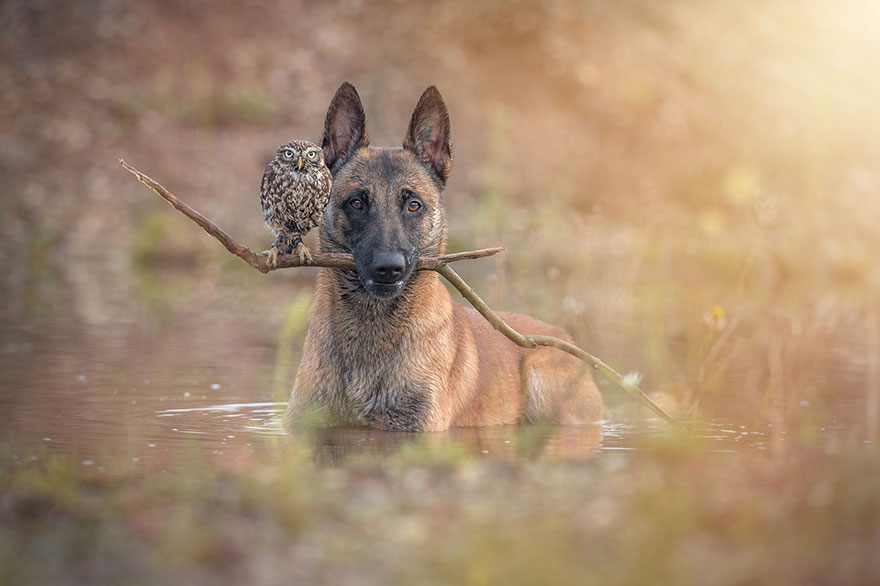 amistad-buho-perro-tanja-brandt (8)