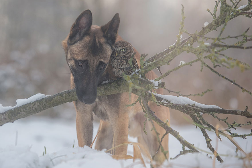 amistad-buho-perro-tanja-brandt (9)