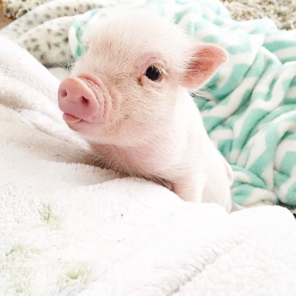amistad-nina-libby-cerdito-pearl (11)