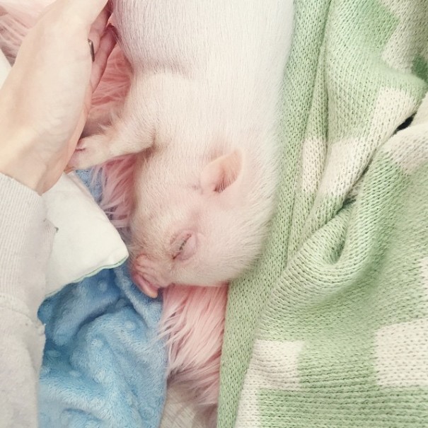 amistad-nina-libby-cerdito-pearl (5)