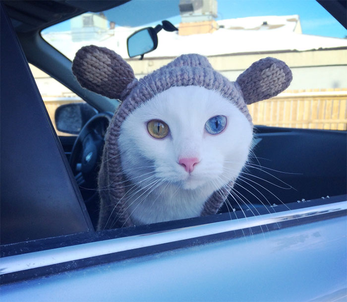 20 Animales inusualmente bonitos con ojos de distinto color
