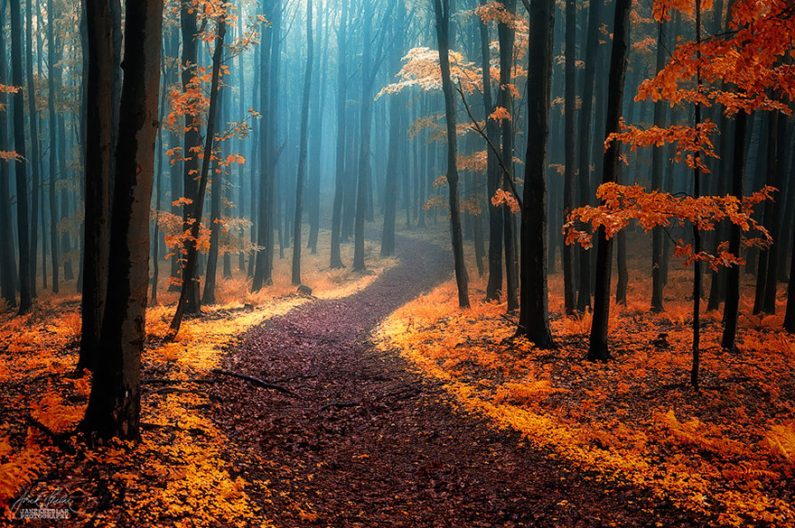 bosques-misteriosos (11)