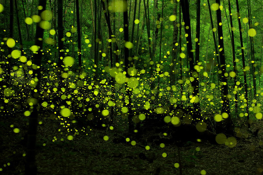 bosques-misteriosos (12)
