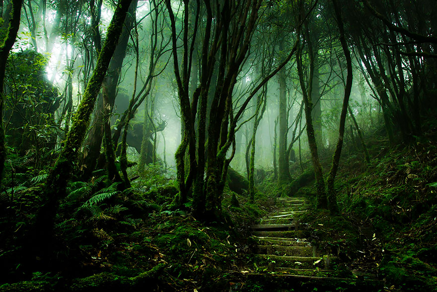 bosques-misteriosos (13)