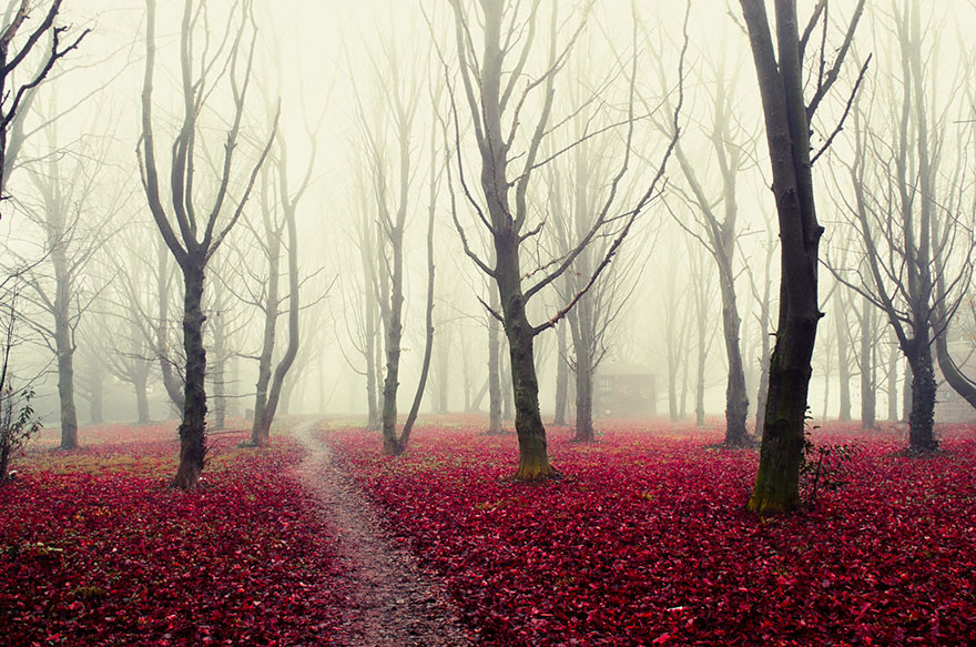 bosques-misteriosos (14)