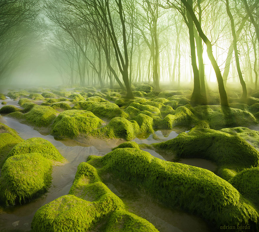 bosques-misteriosos (18)