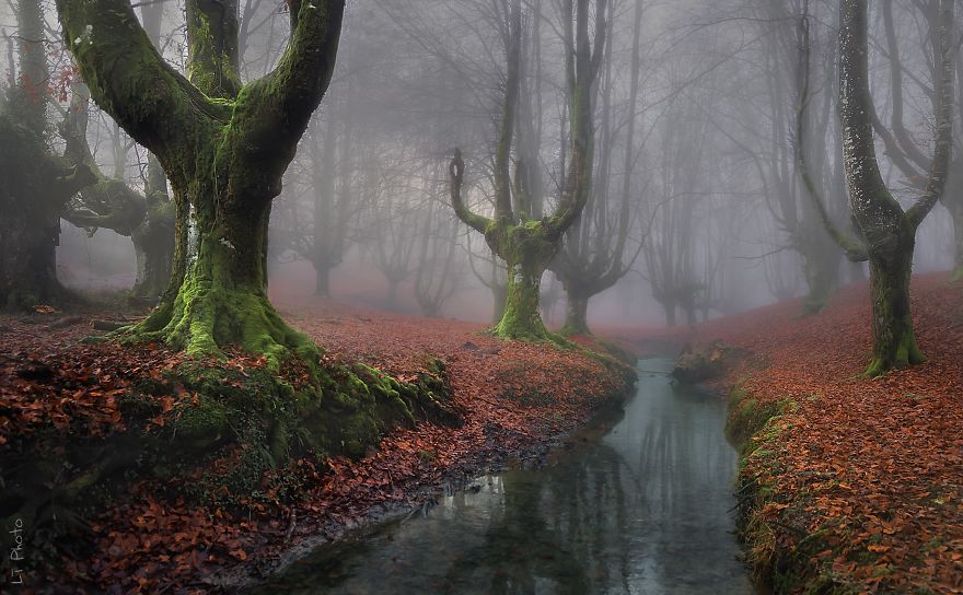 bosques-misteriosos (22)