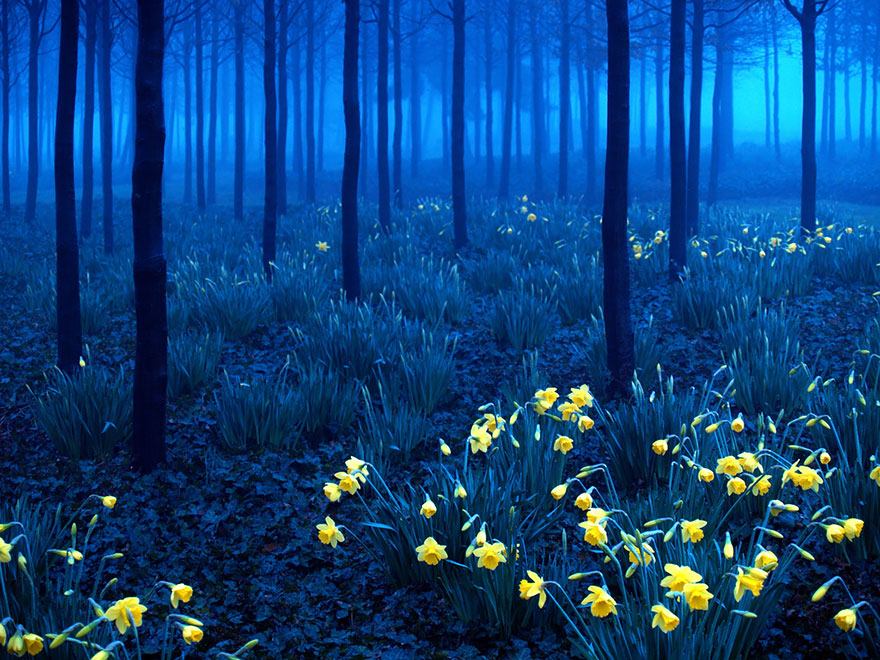 bosques-misteriosos (3)