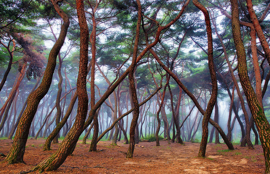 bosques-misteriosos (4)