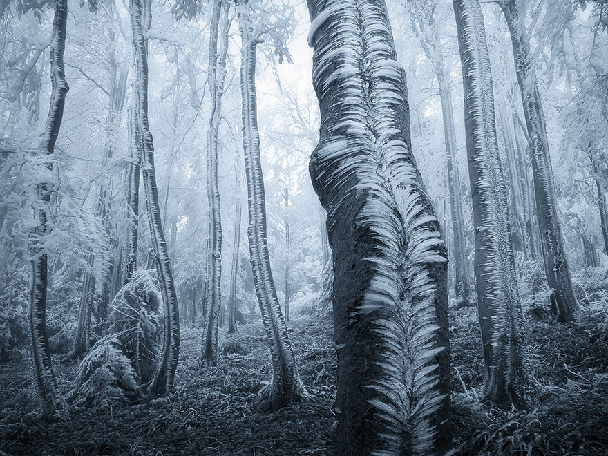 bosques-misteriosos (5)
