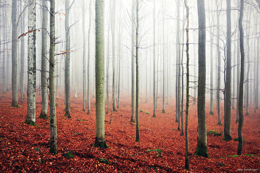 bosques-misteriosos (7)