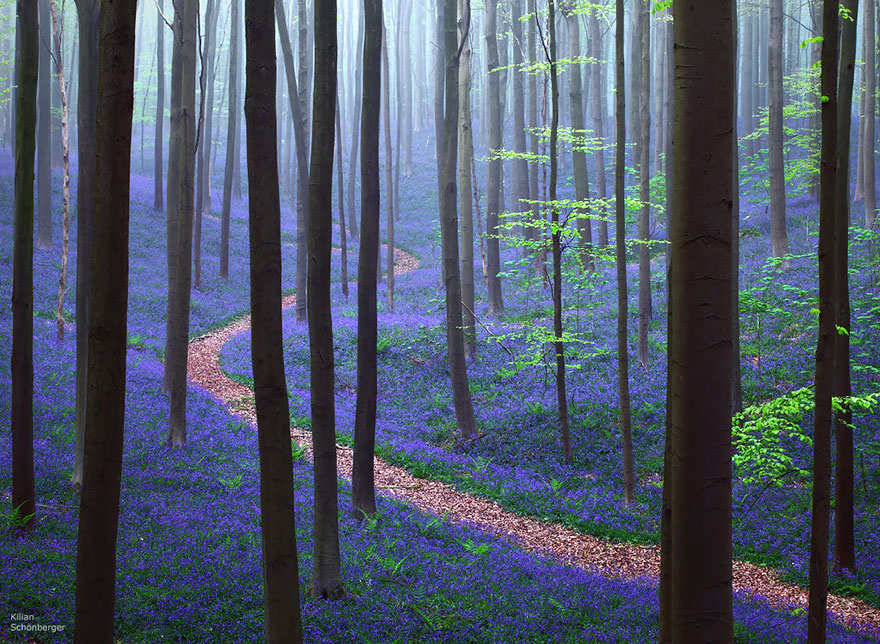 bosques-misteriosos (8)