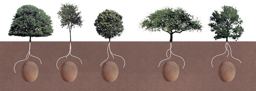 capsulas-biodegradables-enterrar-fallecidos-arboles-capsula-mundi (3)