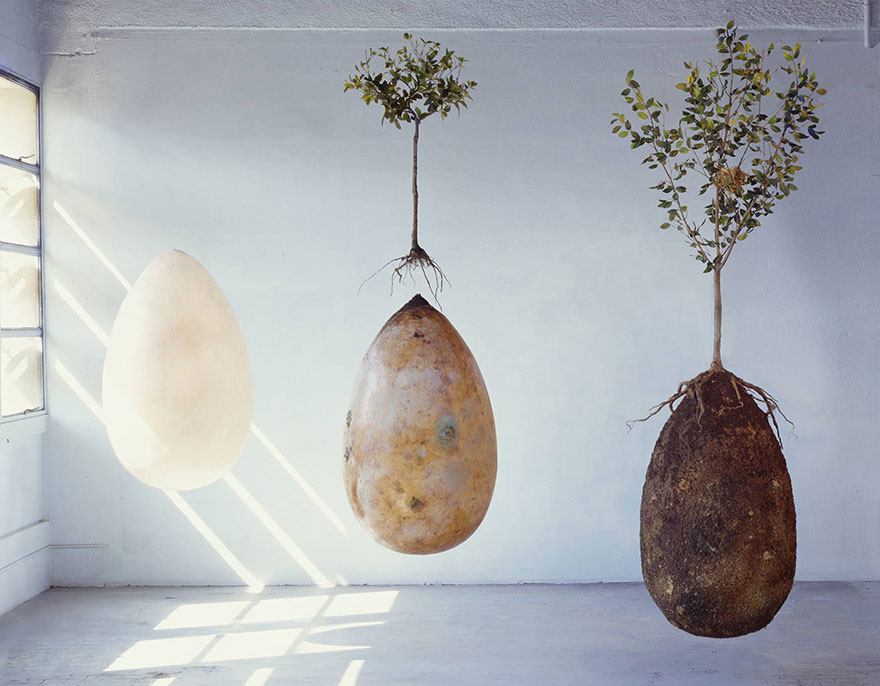 capsulas-biodegradables-enterrar-fallecidos-arboles-capsula-mundi (6)