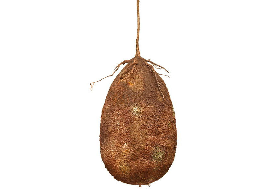 capsulas-biodegradables-enterrar-fallecidos-arboles-capsula-mundi (7)