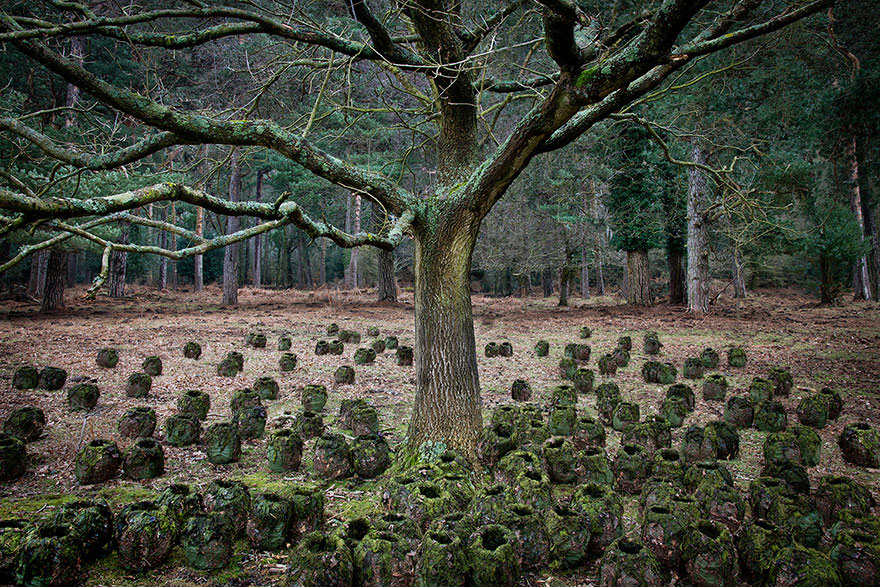 fotografia-surreal-bosques-ellie-davis (15)