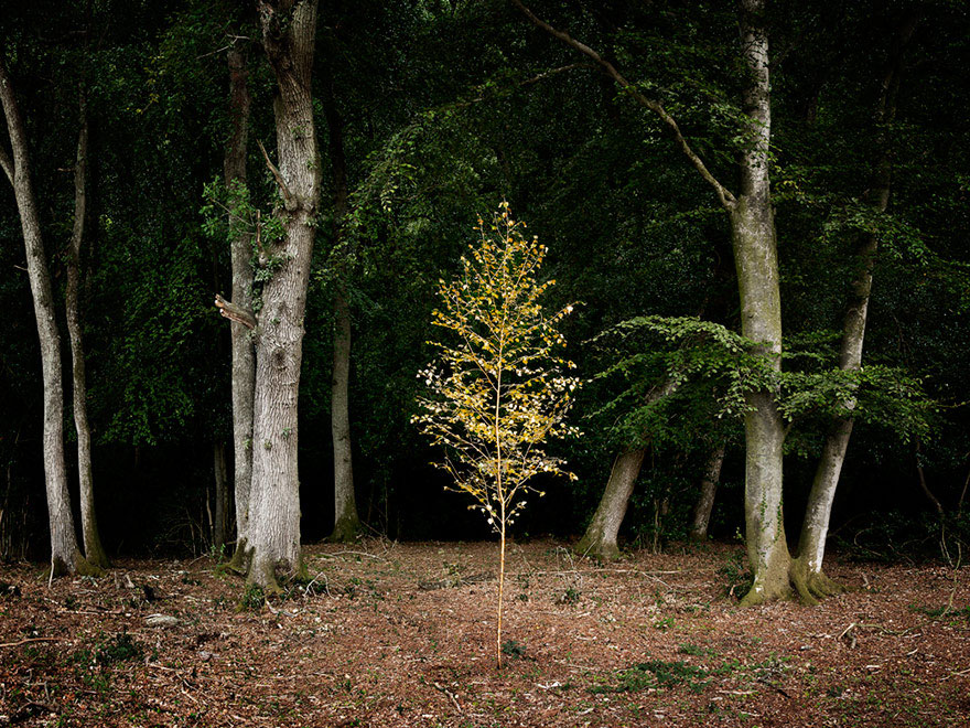 fotografia-surreal-bosques-ellie-davis (17)