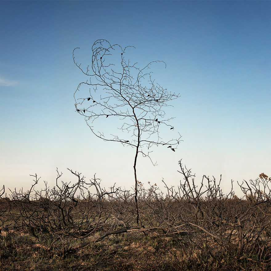 fotografia-surreal-bosques-ellie-davis (21)