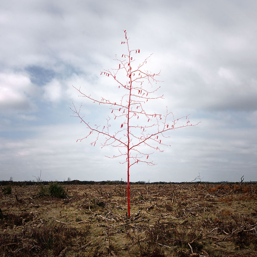 fotografia-surreal-bosques-ellie-davis (22)