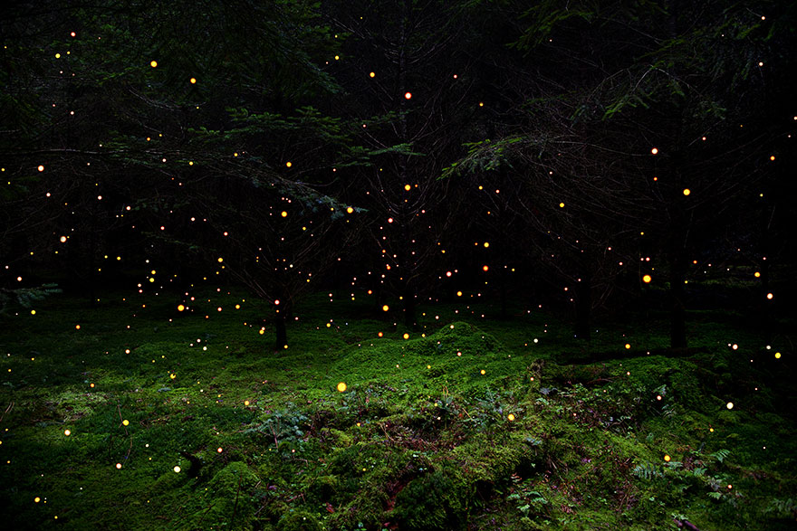 fotografia-surreal-bosques-ellie-davis (5)