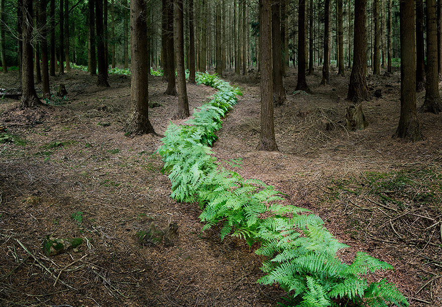 fotografia-surreal-bosques-ellie-davis (6)