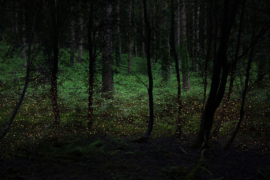 fotografia-surreal-bosques-ellie-davis (8)