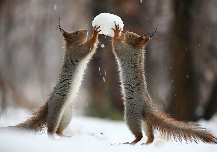fotos-ardillas-invierno-rusia-vadim-trunov (1)