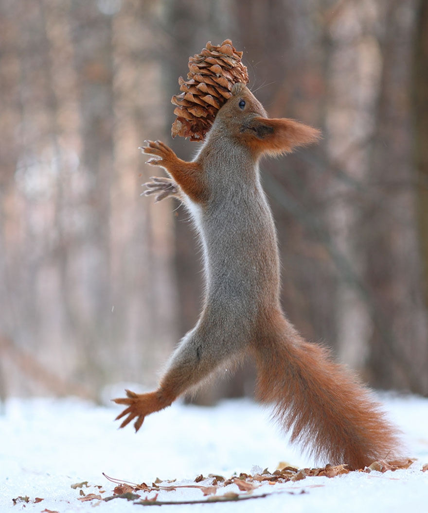 fotos-ardillas-invierno-rusia-vadim-trunov (12)