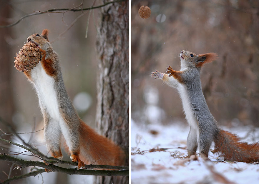 fotos-ardillas-invierno-rusia-vadim-trunov (13)