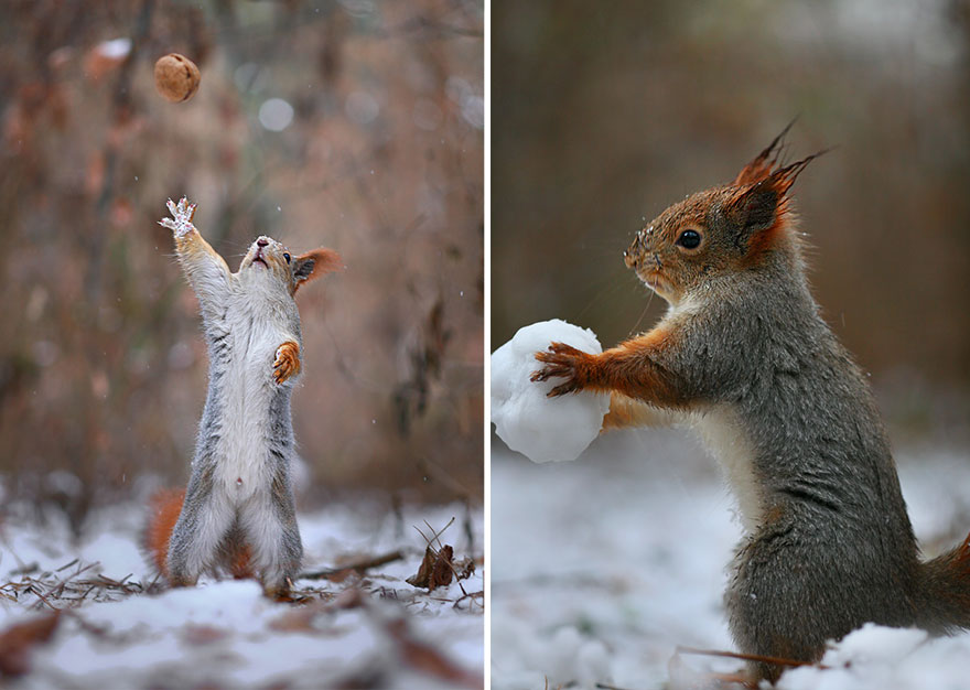 fotos-ardillas-invierno-rusia-vadim-trunov (14)