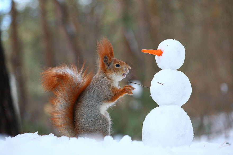 fotos-ardillas-invierno-rusia-vadim-trunov (2)