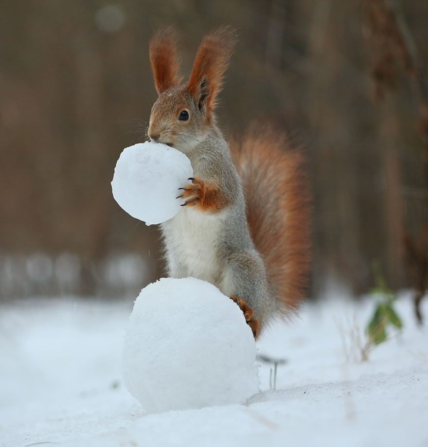 fotos-ardillas-invierno-rusia-vadim-trunov (3)