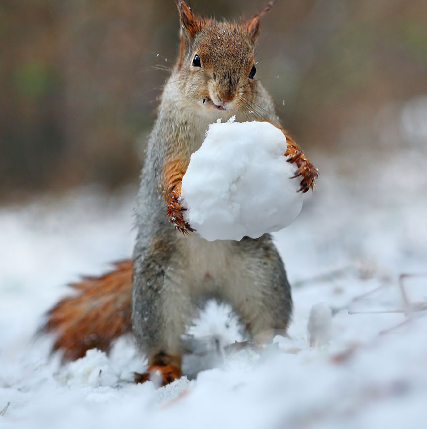 fotos-ardillas-invierno-rusia-vadim-trunov (4)