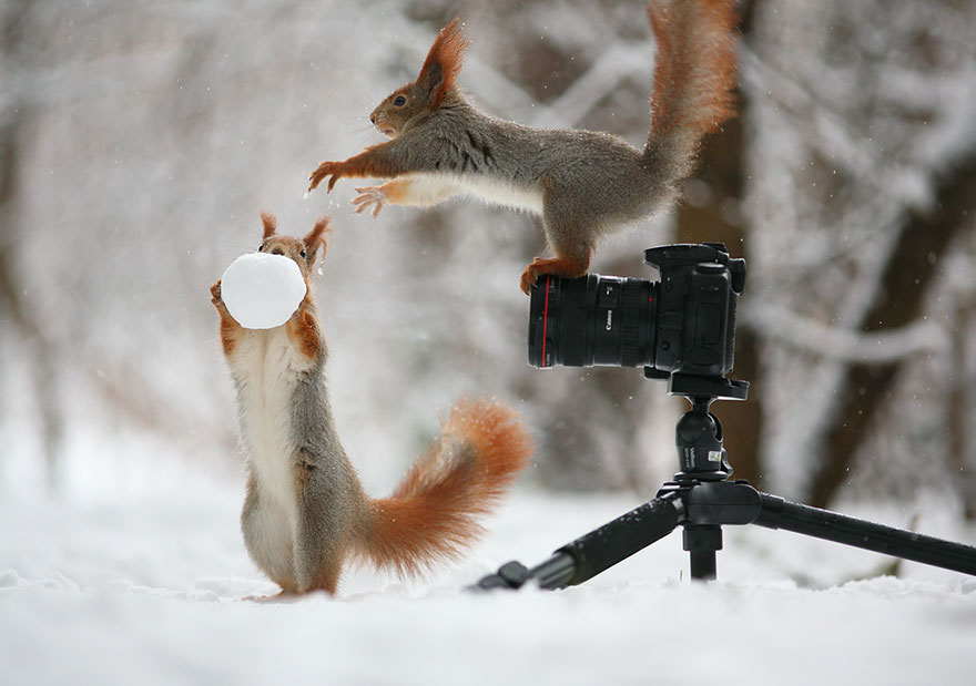 fotos-ardillas-invierno-rusia-vadim-trunov (5)