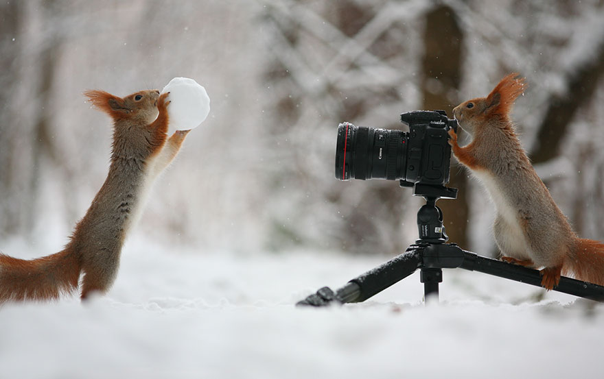 fotos-ardillas-invierno-rusia-vadim-trunov (6)